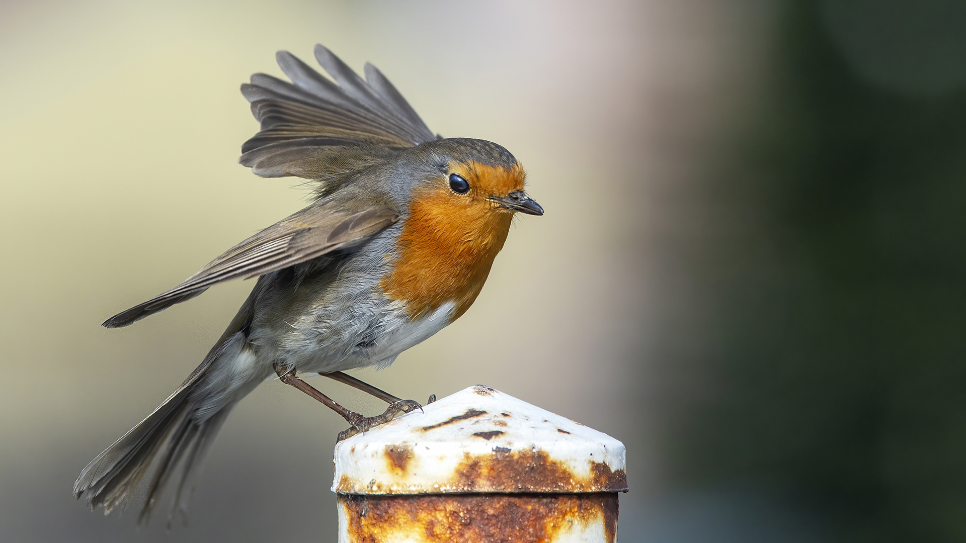 European Robin